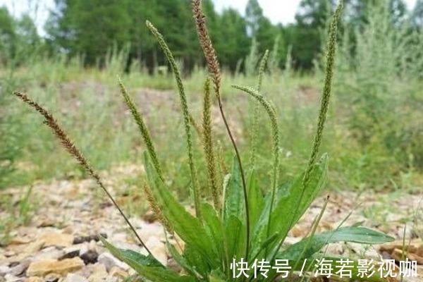 口腔溃疡|常吃车前草好处多,除了抗菌消炎外,竟还有白捡的三大好处