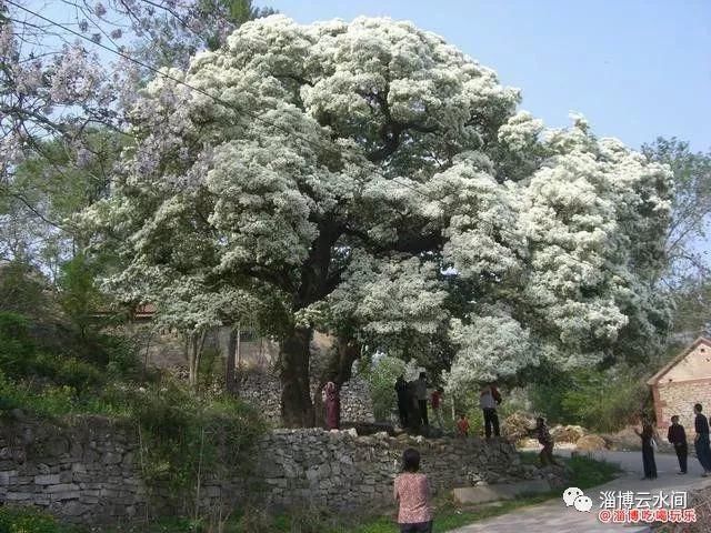 峨庄瀑布群风景区被取消A级称号！曾经的“北方九寨沟”怎么了？