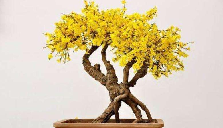 搬进|5种花冬天再冷也不怕,年前搬进室内,过年就开花,喜庆又漂亮!