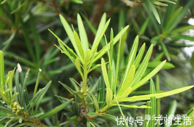 中国传统文化|阳台再小,也能养3种树,小盆就能养,个个都是“传家宝”