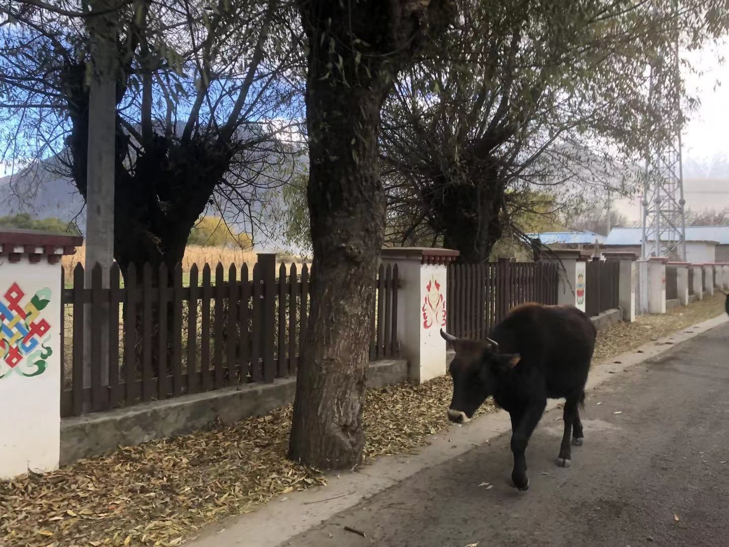 纳瓦拉|林芝试驾纳瓦拉，邂逅中国最美雪山——南迦巴瓦峰