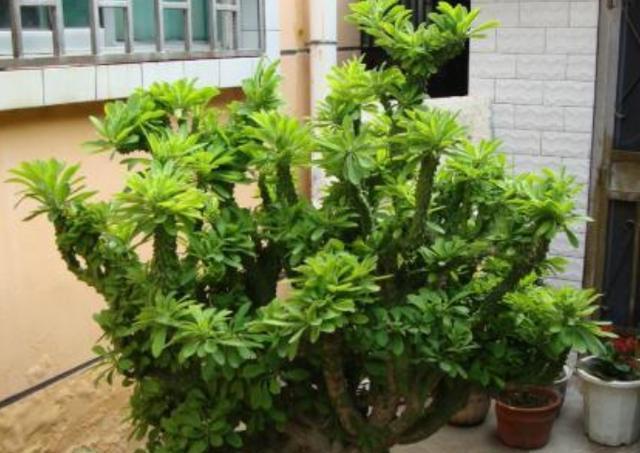 客厅|客厅盆栽选什么植物?不如栽种2款花,长得丑、易爆盆