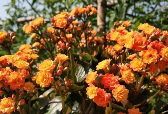 土壤|长寿花盆栽选重瓣品种,这么养护,谁能不喜欢!