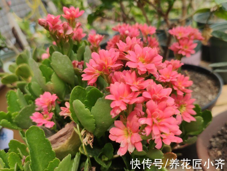 8种花不能多浇水，“少水少肥”伺候它，反而长势旺盛开花多