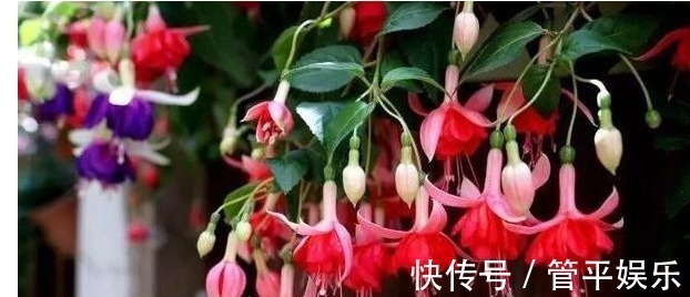 盆栽|以下4种花漂亮又好养，花期长达300多天，乃阳台盆栽之首选