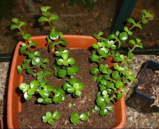 盆栽|3种“招财花”,掐个叶子养1盆,旺运又招财,日子越过越好