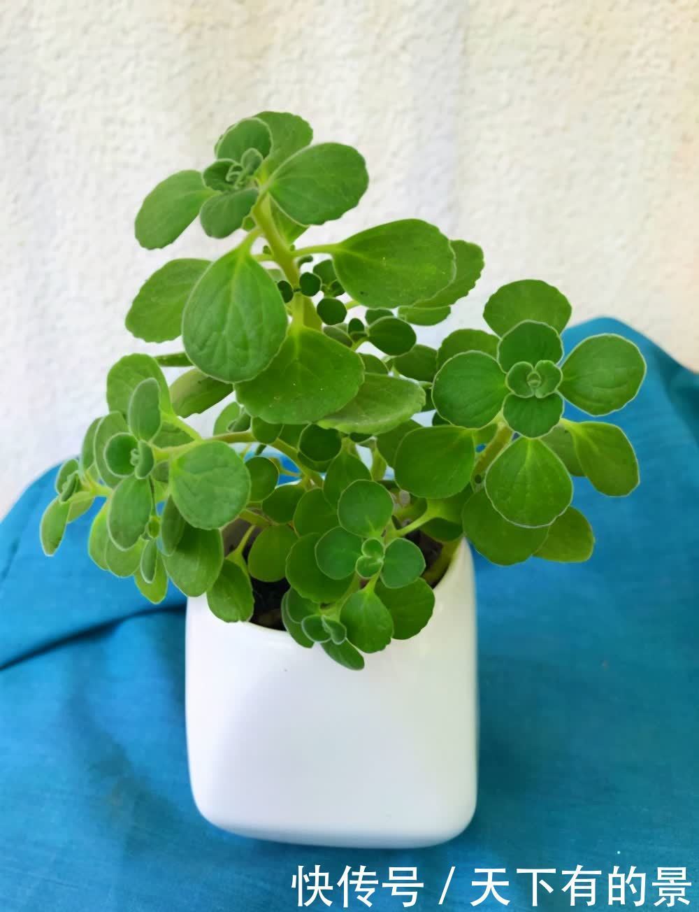 室内可以养的芬香植物,看看这5个品种,你养过吗?