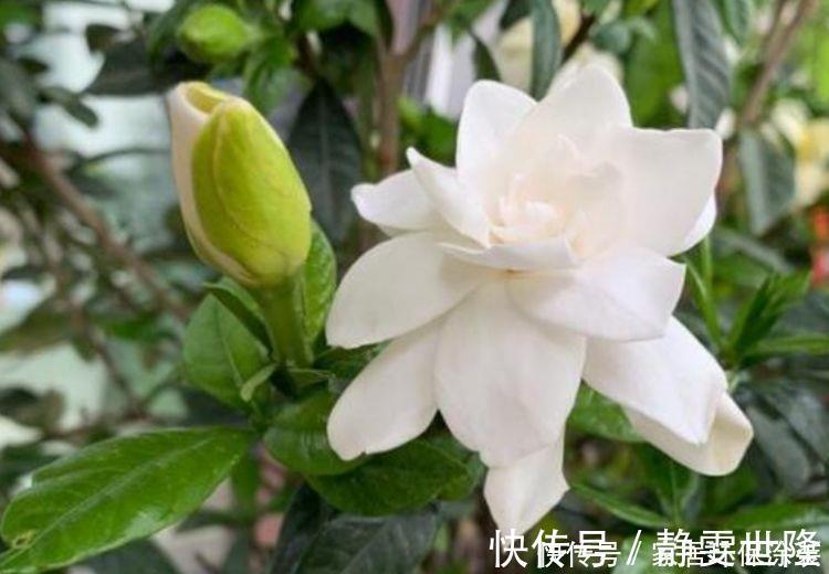 花友最喜欢的4种花，浇水就疯长，开花就爆盆，养在家里太美了！