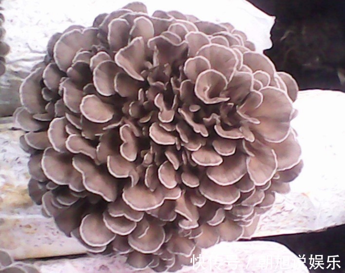 抗癌|它被日本人称“抗癌之王”,你知道在中国它叫什么吗很少人知道