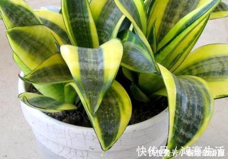 福气|懂花人就喜欢这三种花，放在家里既上档次又招财，家人福气旺