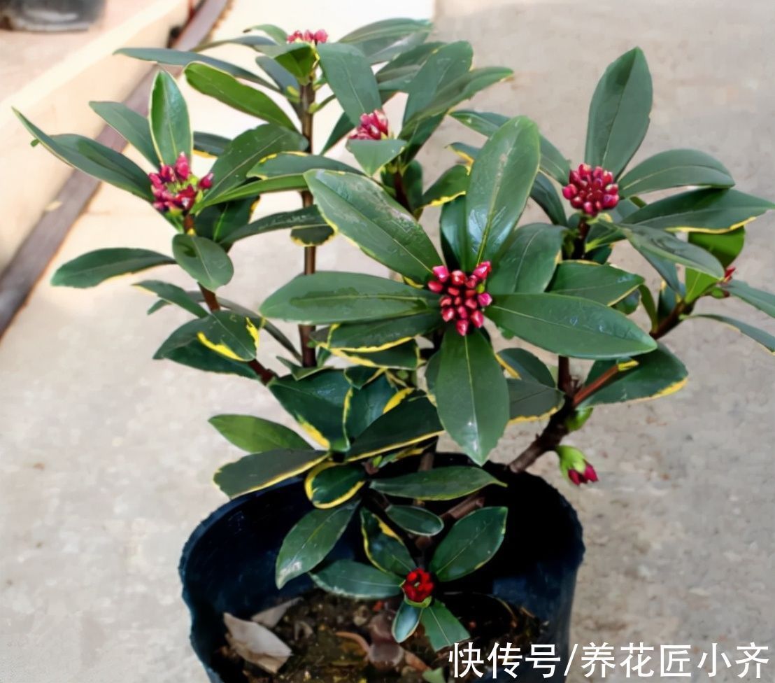 养花|养花出现叶片打蔫，浇水也不恢复，原因有2个，第2个原因最多