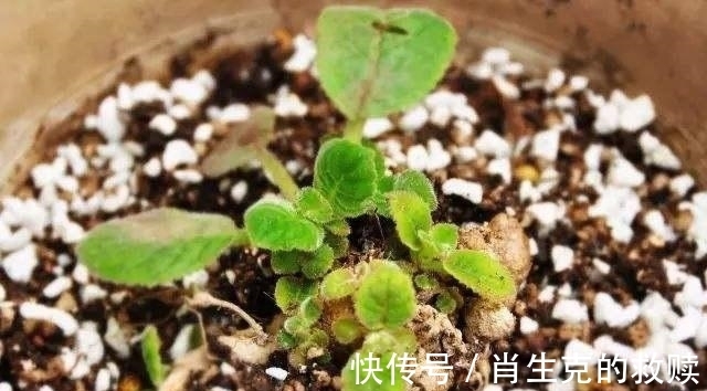 家里养盆“假牡丹”,切碎叶子也“生娃”,堪称阳台“富贵花”