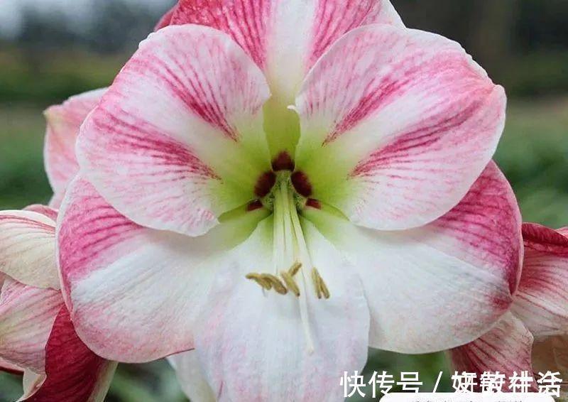 家里养盆朱顶红,开花个个比脸大,牛年养它“注定红”!