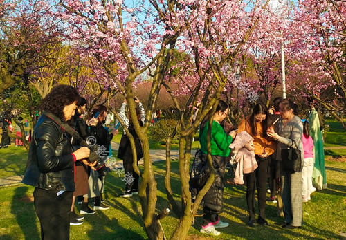 来橘子洲赏花，人比花多，游客为拍照“爬树爬石头”素质去哪了？