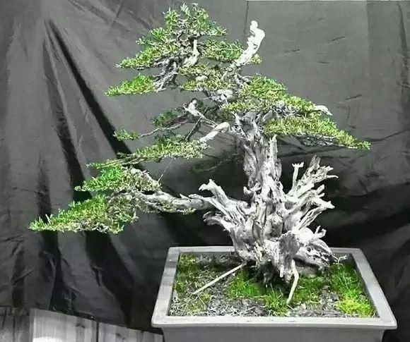 看到这些盆景以前的样子,我也是服了