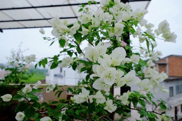 三角梅叶茂徒长不开花4个重点没搞明白,三角梅养护施肥时间表