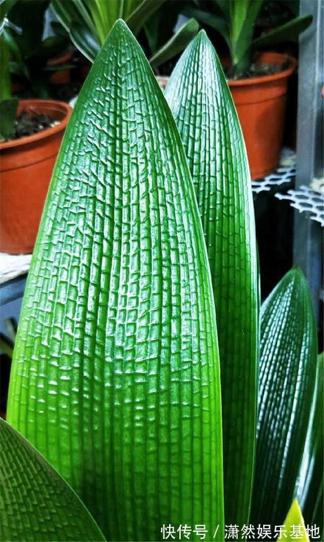 张大爷养的君子兰,一年能开2次花,把他的方法毫无保留地分享