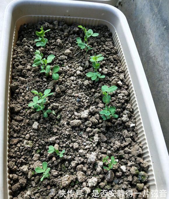 茼蒿|阳台就是大菜园,这6种蔬菜都能种,一年不用买菜,全家都够吃