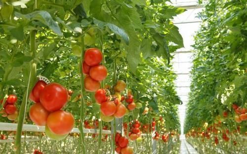 肝病|医生:肝不好的人,厨房里3种蔬菜要少吃,以免转氨酶升高过快