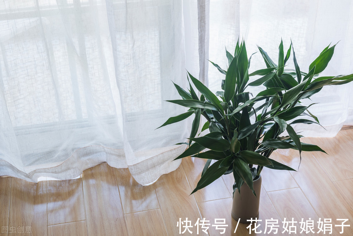 光照|夏天高温,这些花换个位置,阴凉通风的环境才生长旺盛,叶绿花多