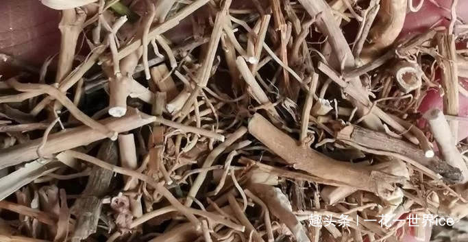 白家庄|一种草药，专治咳嗽，祛痰止咳效果显著，山上很多，请您识别