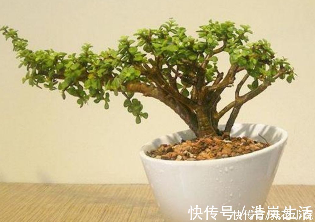 树形|金枝玉叶，养成造型优美的盆景，需要做好几个关键事项