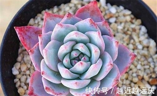 养多肉粉蓝鸟,越狠越容易出状态,养出暗纹颜色红彤彤!