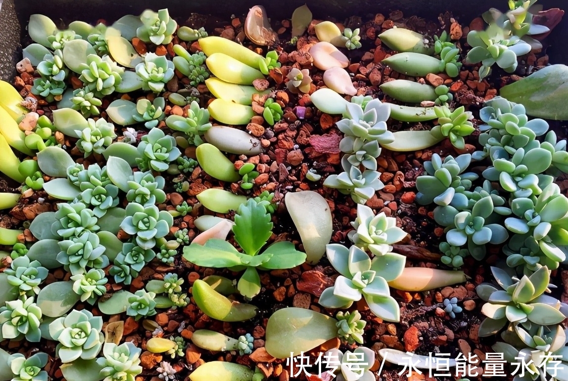 大姐养多肉全靠扦插,从不花冤枉钱,你学会怎么操作了吗?