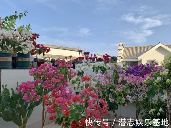 6种“漂亮花”，长了就狠剪，舍不得剪害处大，耽误一年开花量