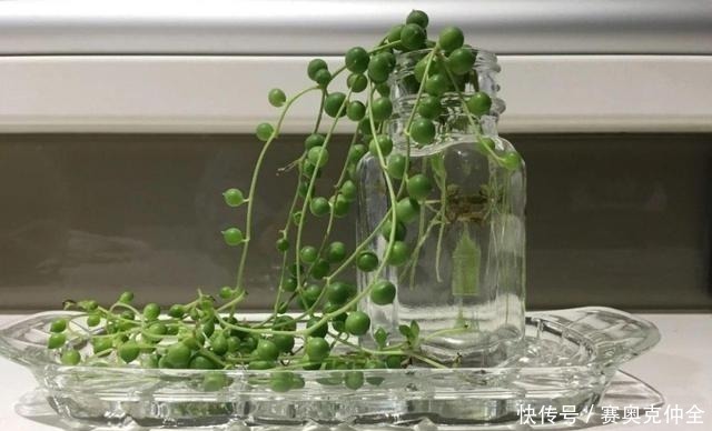 多肉法师|这“三多肉”是喜水大户,“泡水养”不软化,叶子长得肥嘟嘟