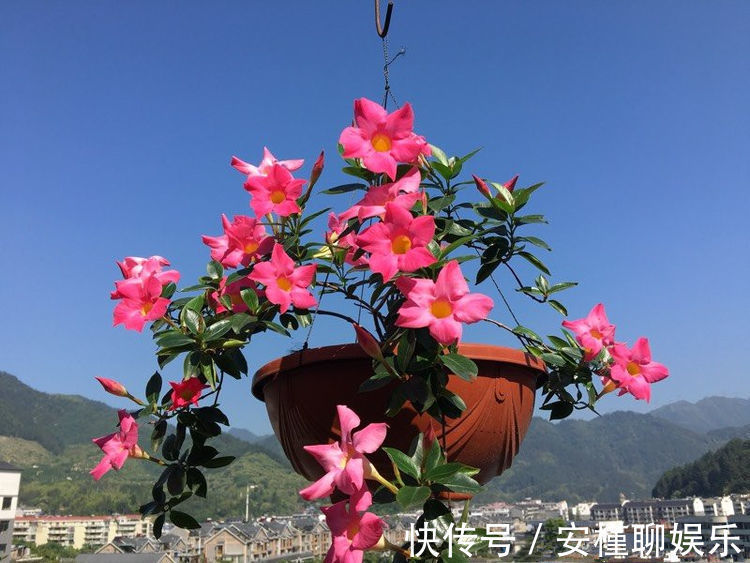 喜欢菊花,不如养盆优良菊花”小丽菊“,精致美观,美艳优雅!