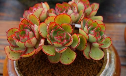 当盆栽状态不佳时，别烦恼，用好草木灰，黄叶不再是问题