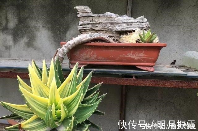 盆栽|此4种花卉,小苗的时候“不值钱”,多养今年“太值钱”,高价格!