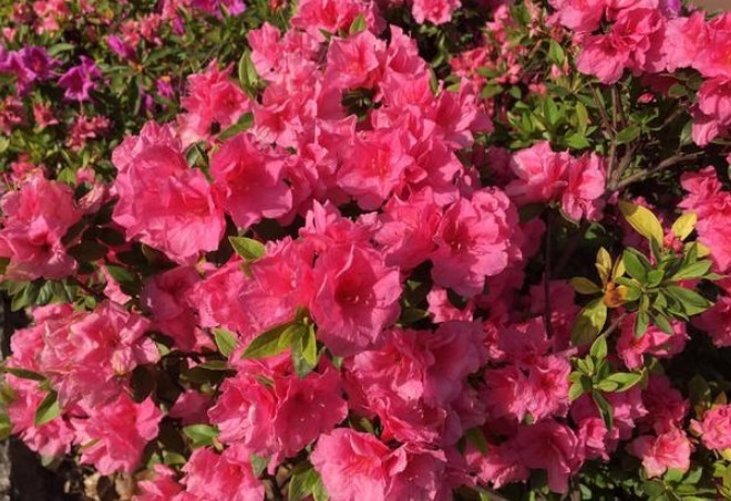 越不顺越要养的花，漂亮喜庆还便宜，养好后好运连连，别不相信