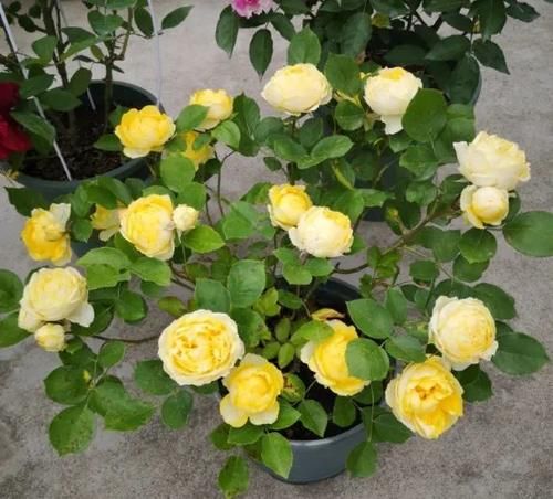 月季长满了花苞还能换盆吗？浇水来不及怎么办？