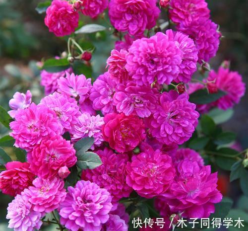 花卉|去闺蜜家住,被满阳台的微型月季吸引了,做法真高级,拍照来看看