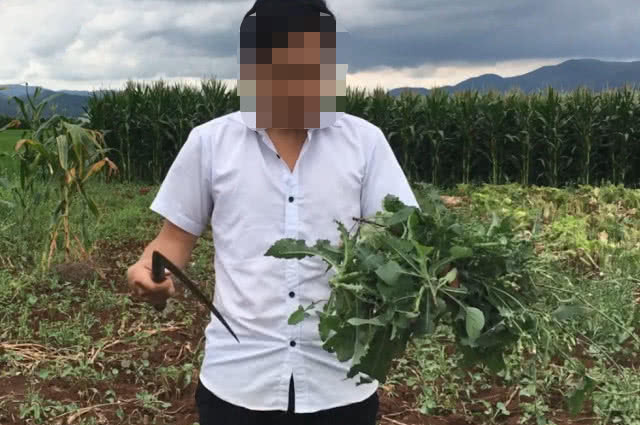 尖刺|農田里一種野草，葉子邊緣全是小刺，但挖來煮熟蘸辣椒鹽特別好吃
