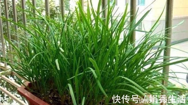 这3种花不开花像野草,很多人都以为是野韭菜,开花后令人惊喜