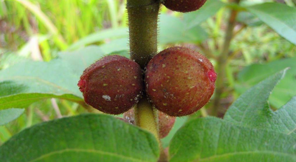 五指|农村这种野草有很好的健脾补肺功效,可治多种病症,价值很珍贵