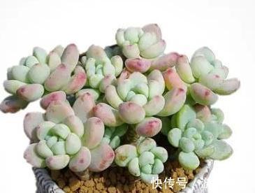 多肉莎莎女王,女雏和劳尔,好养殖易度夏,秋冬出状态粉嘟嘟的