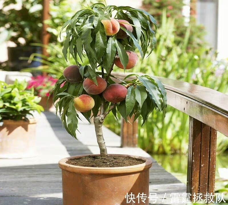 3种“吉利树”,家里种一棵,多福高寿,子孙也受益