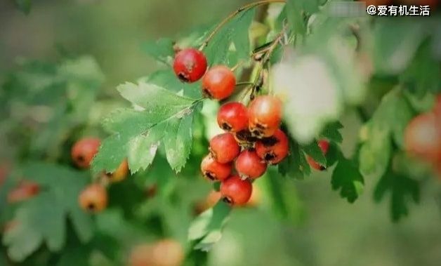野果子|农村这野果子，小时候放牛时经常见到，秋天成熟时，吃起来酸酸甜甜的！