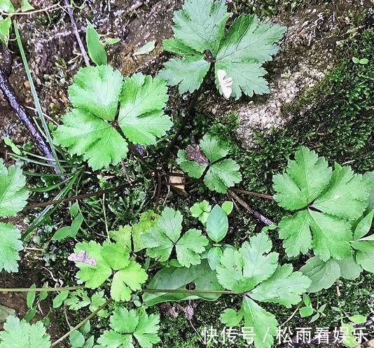 三叶芹|农村最香的6种野菜，营养高口感好，却常被当杂草除掉，可惜了！