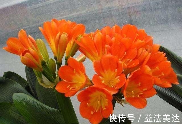 植株|想要君子兰开花，有一个小方法，叶片蹭蹭长得快，花开的漂亮极了