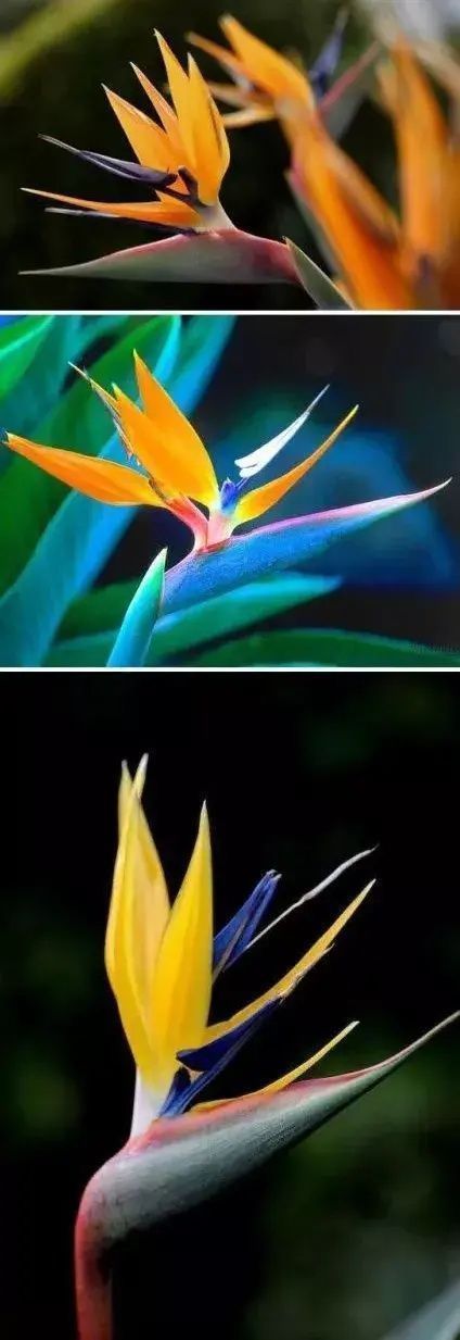 蓝眼菊|乡下拍到的照片，99的人没见过尤其是第7张绝了