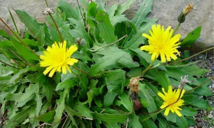 美容|很有营养的3种食物，美容养生、延缓衰老，早吃早受益