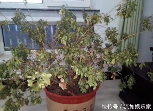 叶子|米兰掉叶不要急,用对方法就能枝繁叶茂