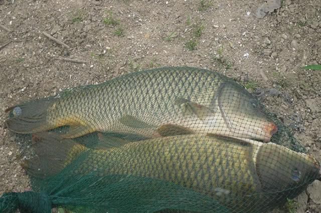 钓鱼|钓不到大鱼的钓友看过来,掌握这套秘籍,钓到大鱼几率会很高