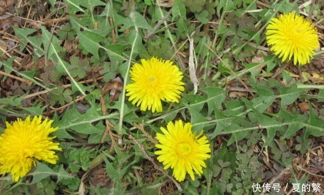 农村地里这4大野菜，认识三种算你厉害，全部都吃过算我输！