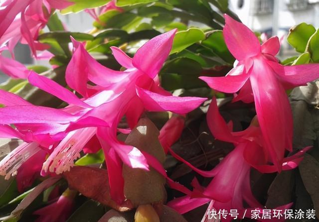 开花|蟹爪兰迟迟不肯开花,遇到这种情况,这几点需要格外注意